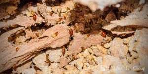 So, How Much Does a Termite Inspection Actually Cost?
