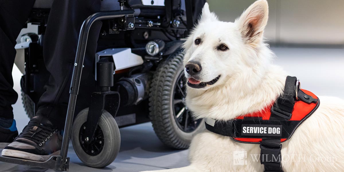 Can My Tenants Have More Than One Service Assistance Animal?